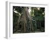 Ta Prohm, 400-year-old Tree, Cambodia-Walter Bibikow-Framed Premium Photographic Print
