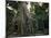 Ta Prohm, 400-year-old Tree, Cambodia-Walter Bibikow-Mounted Premium Photographic Print
