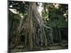 Ta Prohm, 400-year-old Tree, Cambodia-Walter Bibikow-Mounted Photographic Print