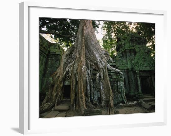 Ta Prohm, 400-year-old Tree, Cambodia-Walter Bibikow-Framed Photographic Print