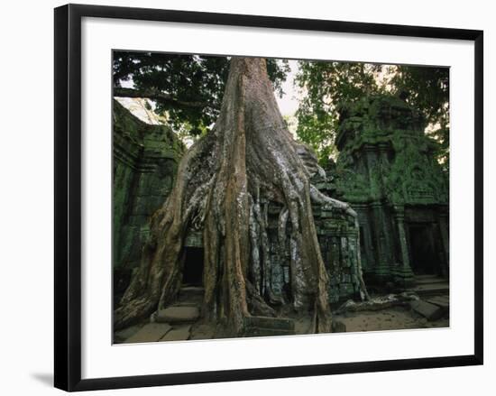 Ta Prohm, 400-year-old Tree, Cambodia-Walter Bibikow-Framed Photographic Print