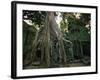 Ta Prohm, 400-year-old Tree, Cambodia-Walter Bibikow-Framed Photographic Print