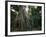 Ta Prohm, 400-year-old Tree, Cambodia-Walter Bibikow-Framed Photographic Print