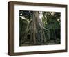 Ta Prohm, 400-year-old Tree, Cambodia-Walter Bibikow-Framed Photographic Print