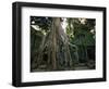 Ta Prohm, 400-year-old Tree, Cambodia-Walter Bibikow-Framed Photographic Print