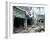 Ta Prohm Temple, Angkor, Cambodia-Angelo Cavalli-Framed Premium Photographic Print