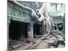 Ta Prohm Temple, Angkor, Cambodia-Angelo Cavalli-Mounted Photographic Print