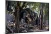 Ta Prohm Temple, Built in the 12th Century by King Jayavarman Vii, Angkor-Nathalie Cuvelier-Mounted Photographic Print