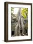 Ta Prohm temple (Rajavihara), Angkor, UNESCO World Heritage Site, Siem Reap Province, Cambodia-Jason Langley-Framed Photographic Print