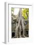 Ta Prohm temple (Rajavihara), Angkor, UNESCO World Heritage Site, Siem Reap Province, Cambodia-Jason Langley-Framed Photographic Print