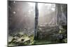 Ta Prohm Temple Sunrise, Angkor Thom, Angkor Wat Temple Complex, Siem Reap, Cambodia, Indochina-Stephen Studd-Mounted Photographic Print