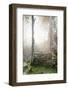 Ta Prohm Temple Sunrise, Angkor Thom, Angkor Wat Temple Complex, Siem Reap, Cambodia, Indochina-Stephen Studd-Framed Photographic Print