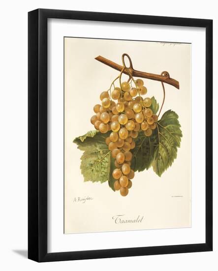 Taamalet Grape by a Kreyder-null-Framed Giclee Print