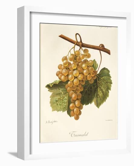 Taamalet Grape by a Kreyder-null-Framed Giclee Print