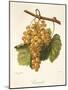 Taamalet Grape by a Kreyder-null-Mounted Giclee Print