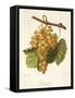 Taamalet Grape by a Kreyder-null-Framed Stretched Canvas