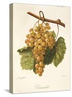 Taamalet Grape by a Kreyder-null-Stretched Canvas