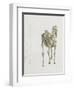 Tab. Xv, from 'The Anatomy of the Horse...', 1766 (Engraving)-George Stubbs-Framed Giclee Print