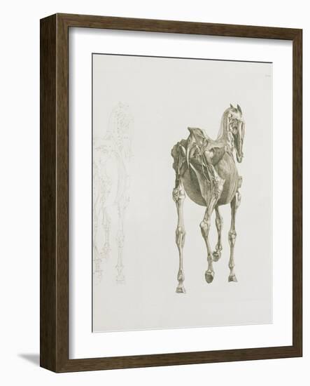 Tab. Xv, from 'The Anatomy of the Horse...', 1766 (Engraving)-George Stubbs-Framed Giclee Print