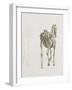 Tab. Xv, from 'The Anatomy of the Horse...', 1766 (Engraving)-George Stubbs-Framed Giclee Print