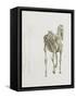 Tab. Xv, from 'The Anatomy of the Horse...', 1766 (Engraving)-George Stubbs-Framed Stretched Canvas