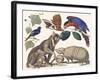 Tab. Xxxviii. Vol. I., from Locupletissimi Rerum Naturalium Thesauri , 1734-65 (Hand-Coloured Engra-Albertus Seba-Framed Giclee Print