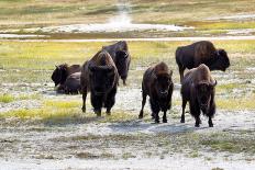 Mature North American Buffalo Expressing Anger-tab62-Framed Stretched Canvas