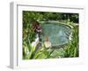 Tabacon Hot Springs, Volcanic Hot Springs Fed from the Arenal Volcano, Arenal, Costa Rica-R H Productions-Framed Photographic Print