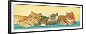 Tabbies-Janet Pidoux-Framed Giclee Print