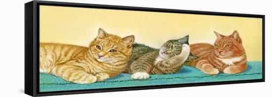 Tabbies-Janet Pidoux-Framed Stretched Canvas
