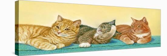 Tabbies-Janet Pidoux-Stretched Canvas