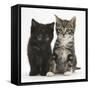 Tabby and Black Kittens-Mark Taylor-Framed Stretched Canvas