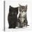 Tabby and Black Kittens-Mark Taylor-Stretched Canvas