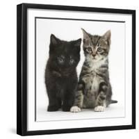 Tabby and Black Kittens-Mark Taylor-Framed Photographic Print