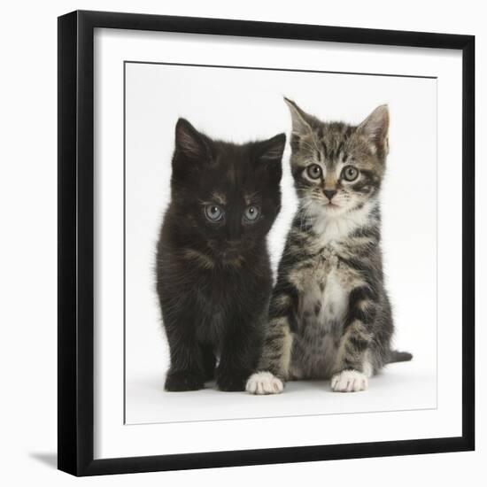 Tabby and Black Kittens-Mark Taylor-Framed Photographic Print