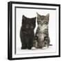 Tabby and Black Kittens-Mark Taylor-Framed Photographic Print