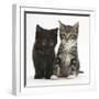 Tabby and Black Kittens-Mark Taylor-Framed Photographic Print