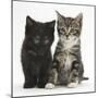 Tabby and Black Kittens-Mark Taylor-Mounted Photographic Print