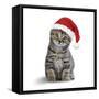 Tabby Cat Kitten Wearing Christmas Hat-null-Framed Stretched Canvas