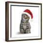 Tabby Cat Kitten Wearing Christmas Hat-null-Framed Photographic Print