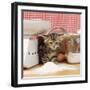 Tabby Cat Kitten with Flour on Nose and Whiskers-null-Framed Photographic Print