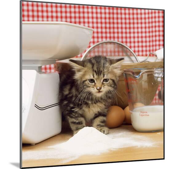 Photographic Print, , large