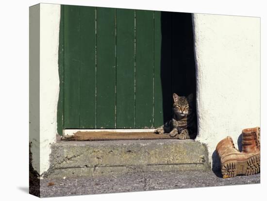 Tabby Cat Resting in Open Doorway, Italy-Adriano Bacchella-Stretched Canvas