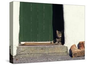 Tabby Cat Resting in Open Doorway, Italy-Adriano Bacchella-Stretched Canvas