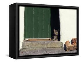 Tabby Cat Resting in Open Doorway, Italy-Adriano Bacchella-Framed Stretched Canvas