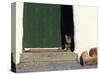 Tabby Cat Resting in Open Doorway, Italy-Adriano Bacchella-Stretched Canvas