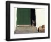 Tabby Cat Resting in Open Doorway, Italy-Adriano Bacchella-Framed Photographic Print