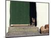 Tabby Cat Resting in Open Doorway, Italy-Adriano Bacchella-Mounted Photographic Print