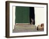 Tabby Cat Resting in Open Doorway, Italy-Adriano Bacchella-Framed Photographic Print