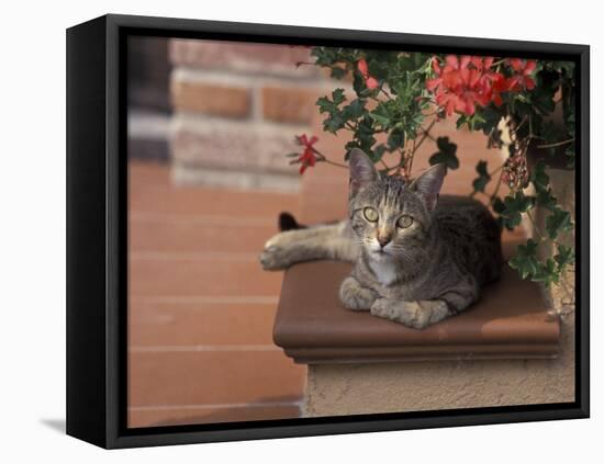 Tabby Cat Resting on Garden Terrace, Italy-Adriano Bacchella-Framed Stretched Canvas